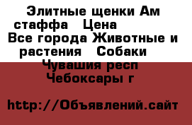 Элитные щенки Ам.стаффа › Цена ­ 25 000 - Все города Животные и растения » Собаки   . Чувашия респ.,Чебоксары г.